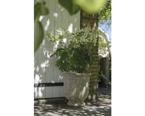 Okrasná rostlina s bílými květy v ozdobném květináči venku.