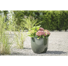 Hortenzie v květináči na zahradě.