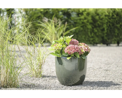 Hortenzie v květináči na zahradě.