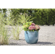 Hortenzie v ozdobném květináči na zahradě