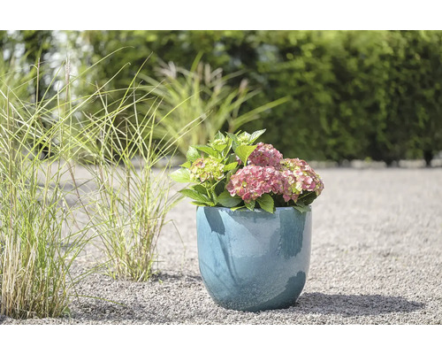 Hortenzie v ozdobném květináči na zahradě