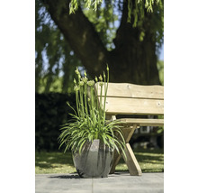 Kvetoucí okrasná rostlina česneku v květináči vedle zahradní lavice