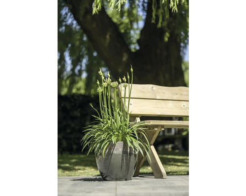 Kvetoucí okrasná rostlina česneku v květináči vedle zahradní lavice