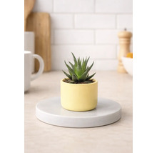 Pokojová rostlina Haworthia v květináči na podložce