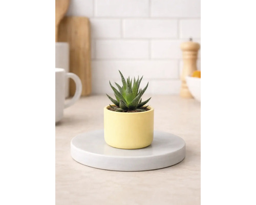 Pokojová rostlina Haworthia v květináči na podložce