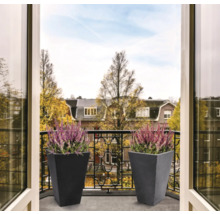 Dva květináče s vřesem na balkoně.