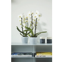 Dvě bílé orchideje v květináčích na polici