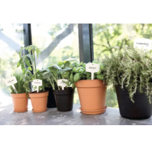 Bylinky a zeleninové rostliny v květináčích s jmenovkami