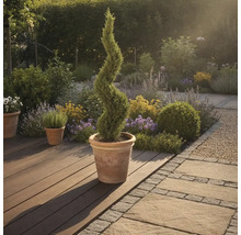 Zahradní scéna se spirálovitým cypřišem v květináči na dřevěné terase