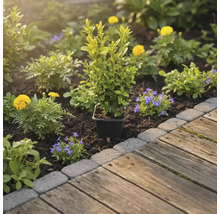 Zahradní záhon s buxusem v květináči, žlutými a modrými květinami vedle dřevěné cesty