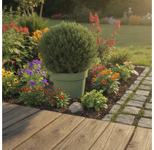 Zahradní krajina s rostlinou v květináči a barevnými květinami