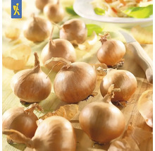 Cibule na dřevěném stole s nožem a cibulovými slupkami