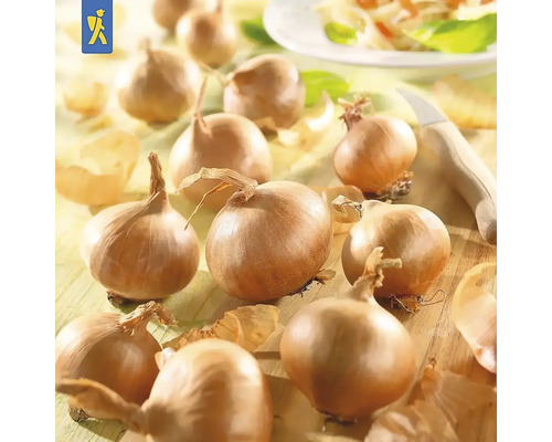 Cibule na dřevěném stole s nožem a cibulovými slupkami