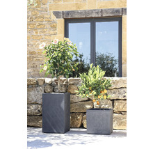 Dvě rostliny v šedých květináčích před kamennou zdí a oknem