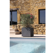 Šedý, čtvercový květináč s oleandrem u bazénu