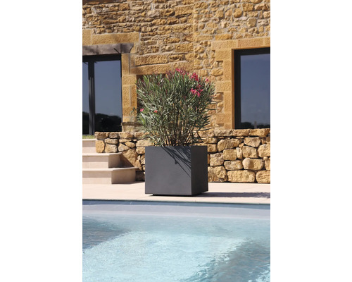 Šedý, čtvercový květináč s oleandrem u bazénu