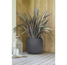 Novozélandský len v květináči s lucernou na dřevěné terase