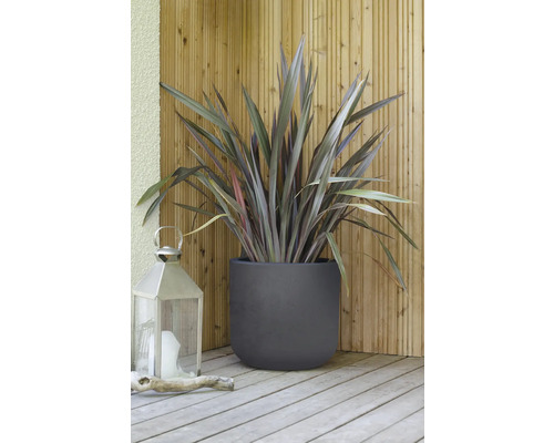 Novozélandský len v květináči s lucernou na dřevěné terase