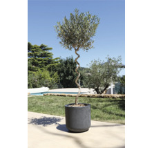 Olivovník v květináči s krouceným kmenem na zahradě