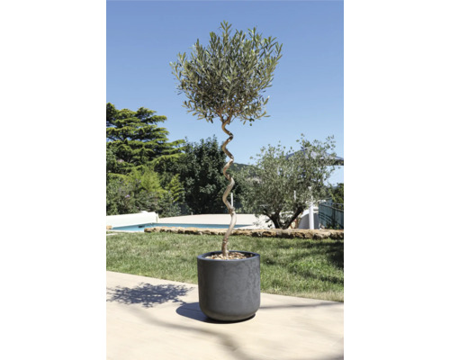 Olivovník v květináči s krouceným kmenem na zahradě