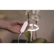 Ruka drží rostlinnou lampu s ovládáním a nastavením času před orchidejí.