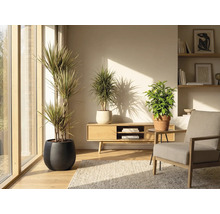 Obývací pokoj s pokojovými rostlinami v květináčích, dřevěným nábytkem a kobercem