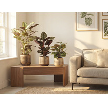 Obývací pokoj se třemi pokojovými rostlinami v květináčích na dřevěném stole vedle pohovky.