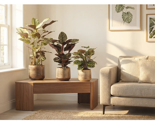 Obývací pokoj se třemi pokojovými rostlinami v květináčích na dřevěném stole vedle pohovky.