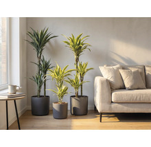 Interiér se třemi dračinci v šedých květináčích a pohovkou