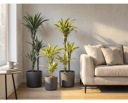 Interiér se třemi dračinci v šedých květináčích a pohovkou