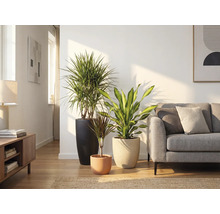 Obývací pokoj se třemi pokojovými rostlinami v květináčích a pohovkou