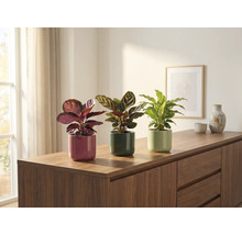 Tři pokojové rostliny v květináčích na komodě