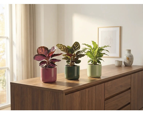 Tři pokojové rostliny v květináčích na komodě