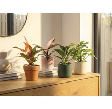 Čtyři pokojové rostliny v květináčích na dřevěné skříňce.