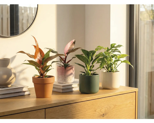 Čtyři pokojové rostliny v květináčích na dřevěné skříňce.