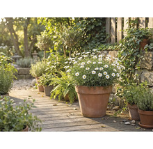 Scéna s různými rostlinami v terakotových květináčích na dřevěné cestě v zahradě.