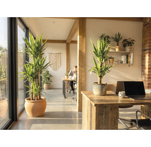 Kancelářský prostor s pokojovými rostlinami, dřevěnými trámy a psacími stoly.