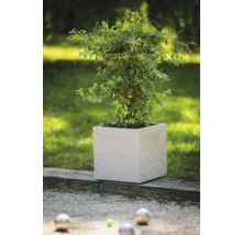 Rostlina v hranatém květináči na zahradě