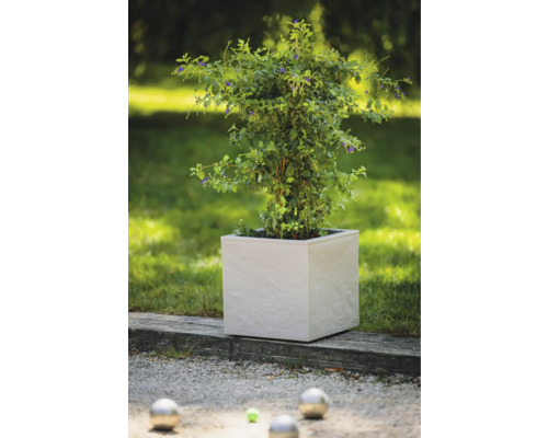 Rostlina v hranatém květináči na zahradě