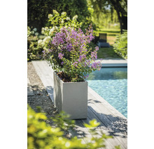 Kvetoucí rostlina v květináči vedle bazénu