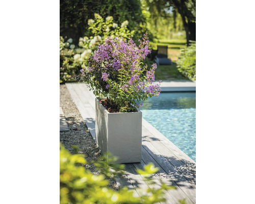 Kvetoucí rostlina v květináči vedle bazénu