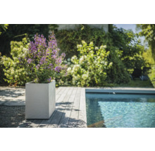 Scéna s rostlinou s fialovými květy v hranatém květináči vedle bazénu