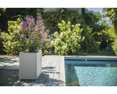 Scéna s rostlinou s fialovými květy v hranatém květináči vedle bazénu