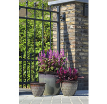 Tři květináče s rostlinami před plotem a cihlovou zdí