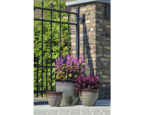 Tři květináče s rostlinami před plotem a cihlovou zdí