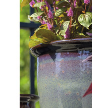 Detail rostliny v keramickém květináči.