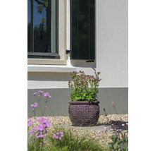 Květináč s kvetoucí rostlinou v zahradě