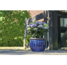 Hortenzie v modrém květináči před dřevěným plotem