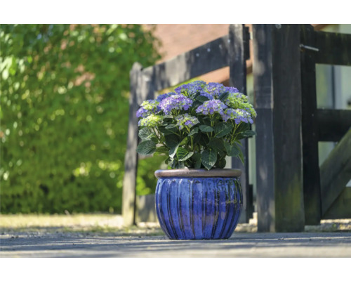 Hortenzie v modrém květináči před dřevěným plotem