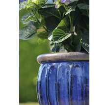 Modrý květináč osázený hortenziemi